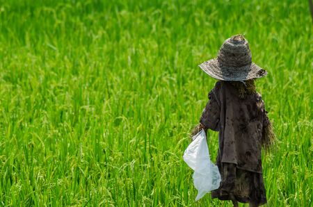 scarecrowの写真素材