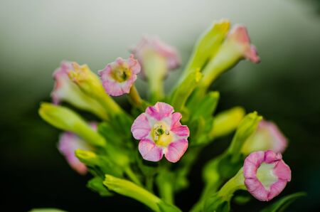 flowersの写真素材