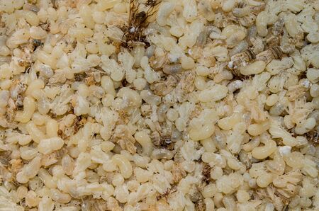 ant eggsの写真素材