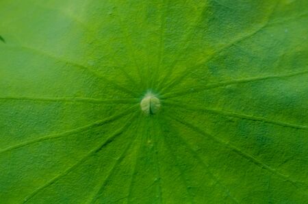 Texture of lotus leavesの写真素材