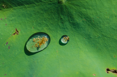 Drops of water on a lotus leaf