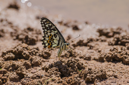 butterflyの写真素材