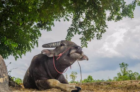 Buffalo Thailand