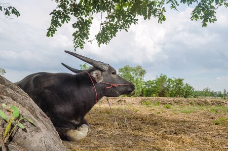 Buffalo Thailand