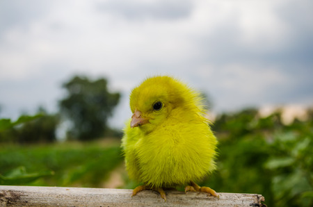 Chicken morningの写真素材