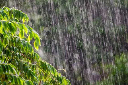 Rain leavesの写真素材
