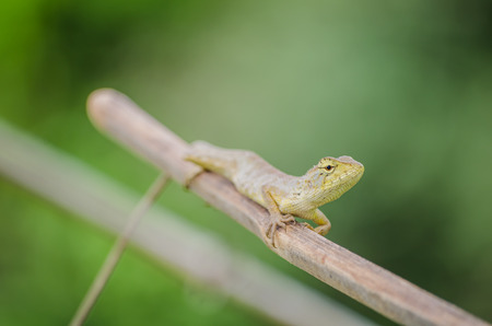 Lizard on a branch in Thailandの写真素材