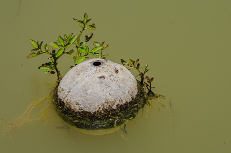Coconut water plant