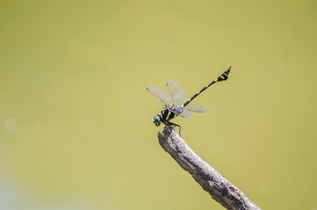 dragonflyの写真素材