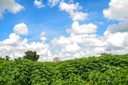Rural landscape in the middle of the summer: green and blueの写真素材