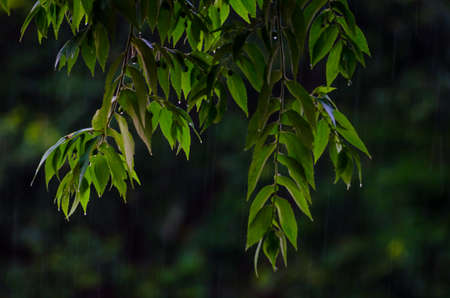 Rain leavesの写真素材