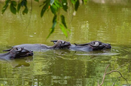 Water buffalo in northern of Thailandの写真素材