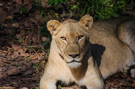 Female Lion sleeping in grass