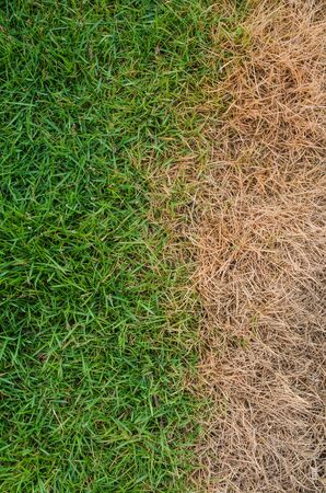 Background dead dry grass green