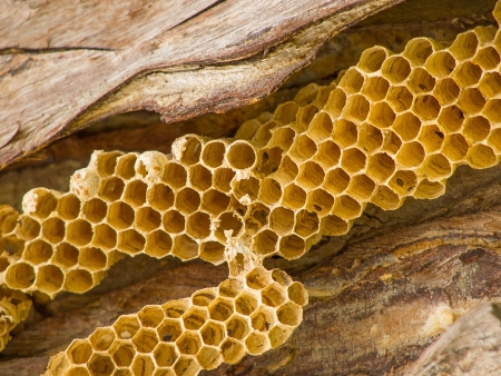 Golden honeycomb の写真素材