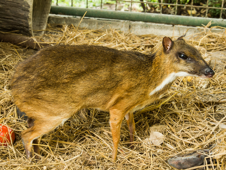 Mouse Deerの写真素材