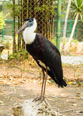 Ciconia stormiの写真素材