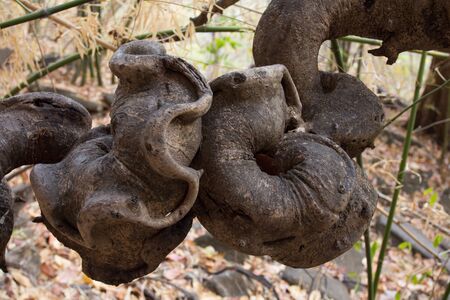 Vines roll together naturally from Thailand.