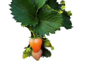 Strawberry bush  on white background.の写真素材