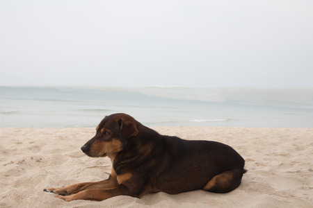 Brown dog lying on a beach.の写真素材