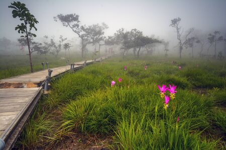 siam Tulip or Krajeaw flower in field  in Thailandの写真素材