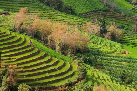 Terraced rice and landscape  Chiang Mai, Thailandの写真素材