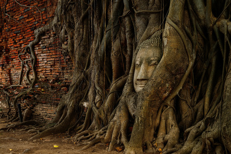 Head of Sandstone Buddha in The Tree Roots at Wat Mahathat, Ayutthaya, Thailand.の写真素材