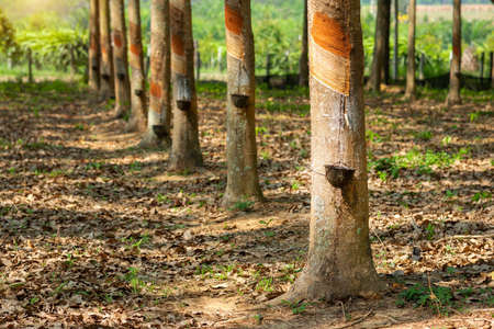 Rubber tree in garden of thailand,  rubber extraction,  It is Economic crop,の写真素材
