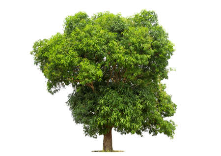 Isolated green tree on white background, Trees isolated on white background, tropical trees isolated...