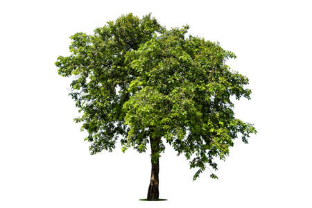 Isolated green tree on white background, Trees isolated on white background, tropical trees isolated...