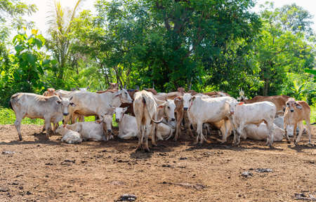 Cows, a herd of cattle resting, standing on the ground with farm agriculture. Asian traditional, nature background.の写真素材
