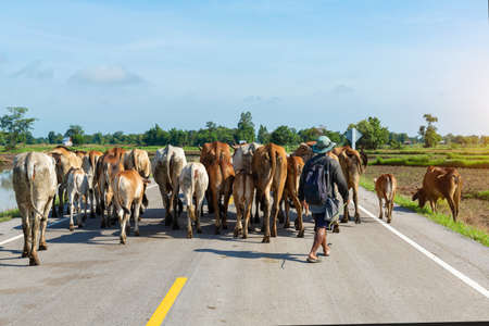 Cows, Herd of cows walking on the street  with  blue  sky  background.の写真素材