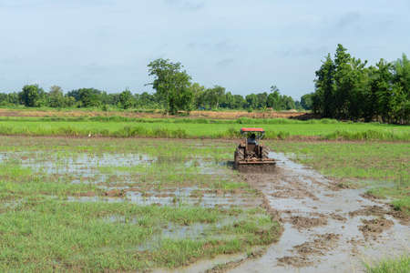 Agriculture rice field with tractor car, nature  background.