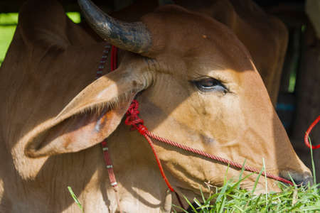 Cows in thailand,artificial insemination fertilization at agriculture reproduction farming.の写真素材
