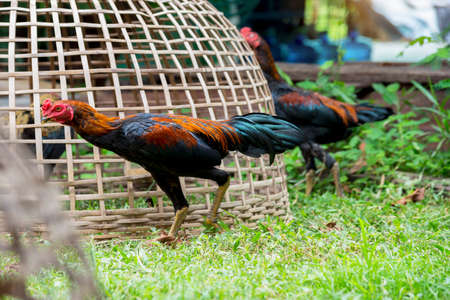 Cock in bamboo cage, Native chicken in Thailand.の写真素材