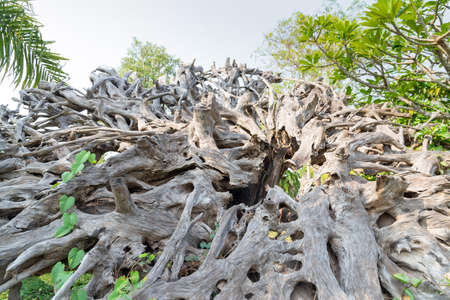 Big dry dead tree root, White gray dry patterned twisting tangled roots of an old dead tree.の写真素材
