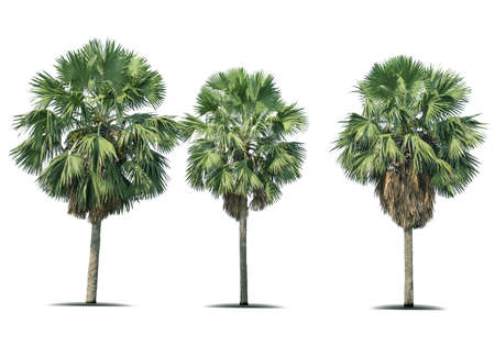 Eucalyptus tree, Pile of wood logs, Stack of tree trunks of Eucalyptus ready for industry, that will be use in paper manufacture.の写真素材