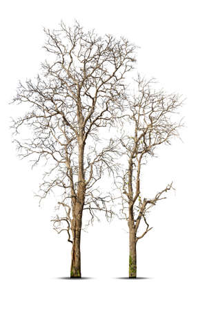 A pile of bamboo laying used to support vegetable gardening in rural area,  a pile of old bamboo pieces.の写真素材