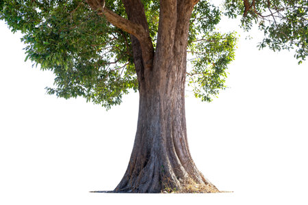 Image of the base of an tree on a white background.の写真素材