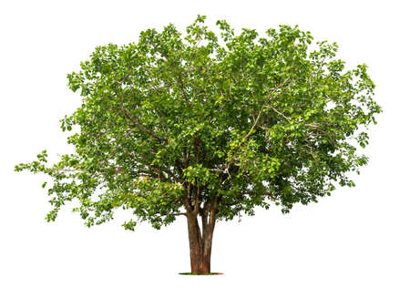 Asian palmyra palm ,sugar palm toddy palm fruit,Fresh Toddy Palms For Sale.の写真素材