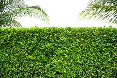 Green grass isolated on white background.の写真素材