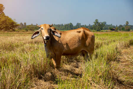 Green grass background texture,  Green lawn texture background, top view.の写真素材
