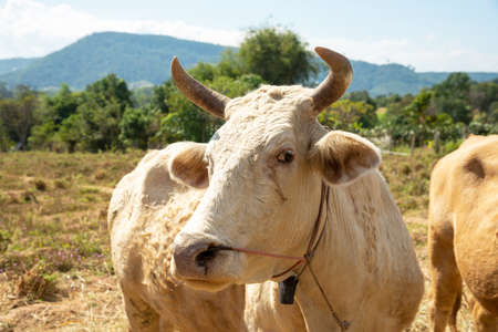 Close up portrait of cow in farm background. Cows standing on the ground with farm agriculture.