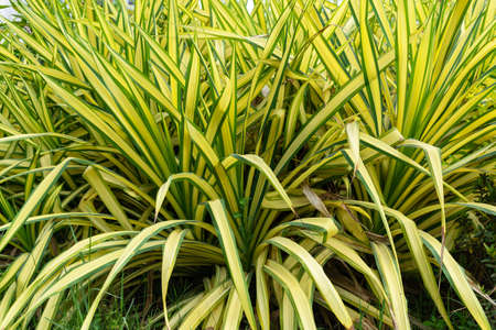 The roots of the wood are dried, used as a home decoration, Background of dried wood roots.