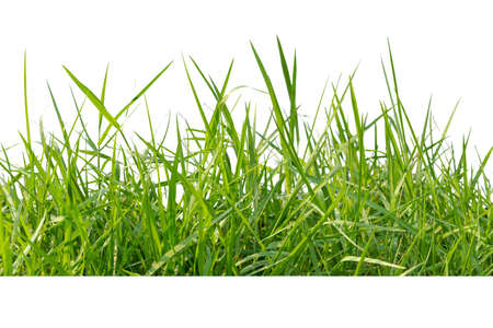 The roots of the wood are dried, used as a home decoration, Background of dried wood roots.