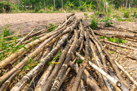 A pile of bamboo laying used to support vegetable gardening in rural area,  a pile of old bamboo pieces.の写真素材