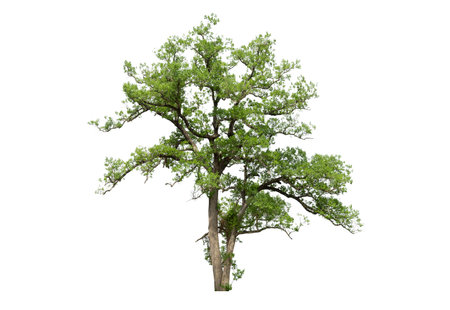 Tree,isolated tree on white background Thailand.