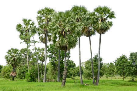 Trees, sugar palm trees line isolated on  white background.の写真素材