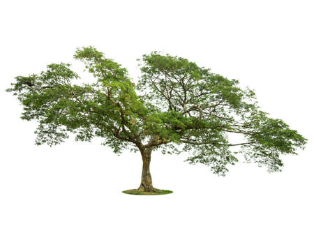 Trees isolated on white background, tropical trees isolated used for design, advertising and...