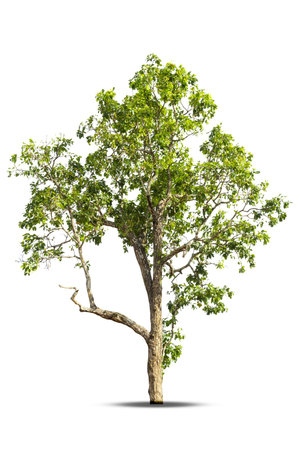 Tree,isolated tree on white background Thailand.の写真素材